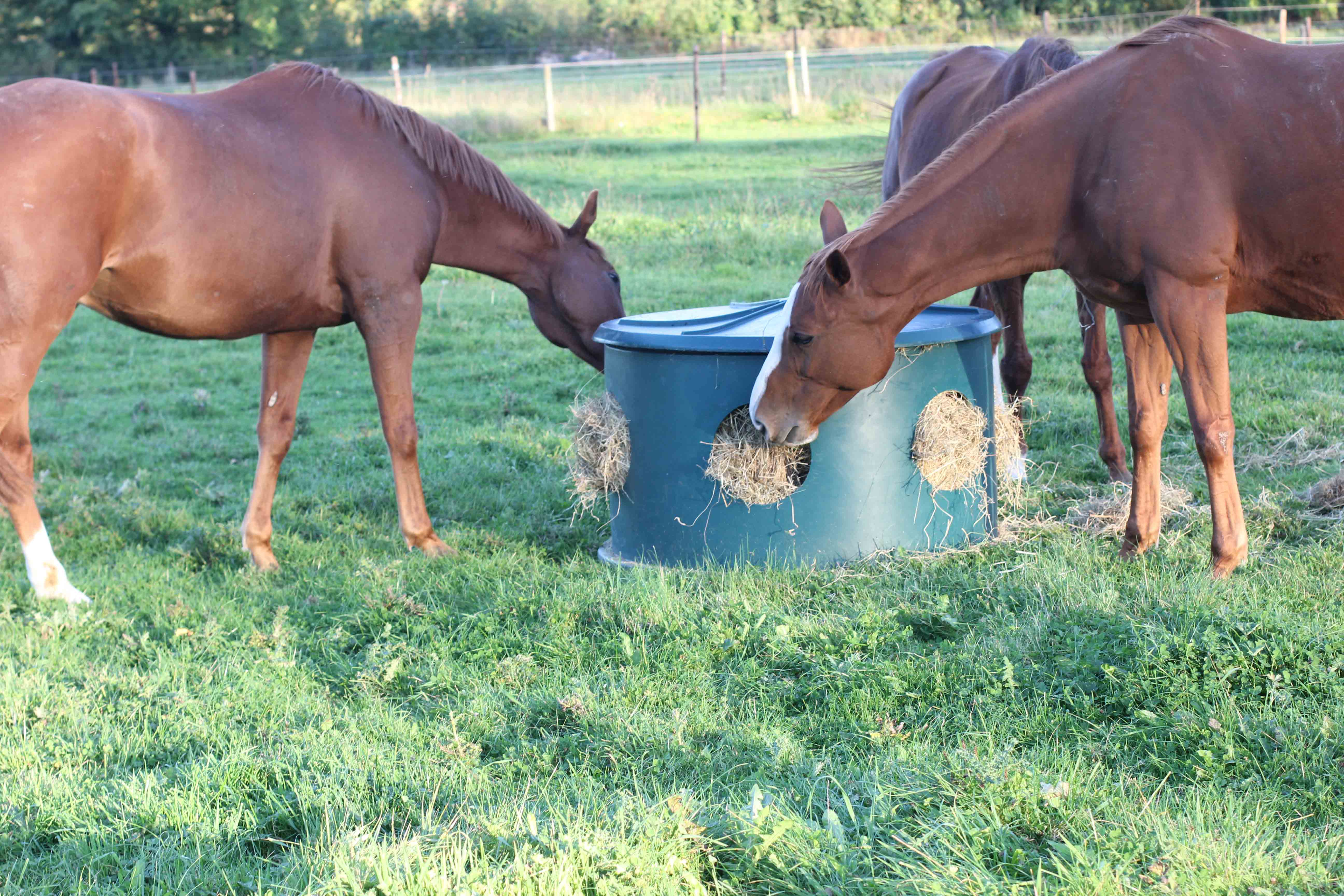 Horse Hay Feeders Plastic Horse Hay Feeders Plastic